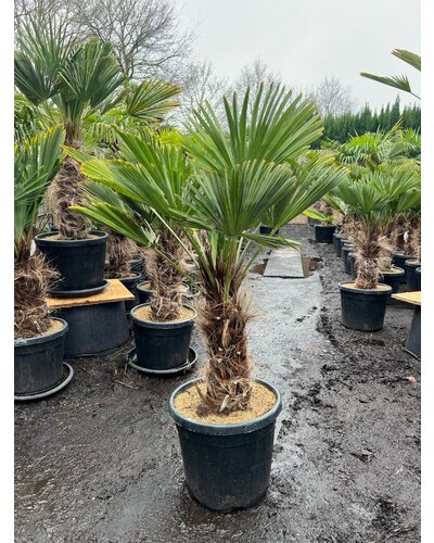  Trachycarpus wagnerianus stamhoogte 45 cm