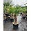 Trachycarpus wagnerianus stamhoogte 45 cm