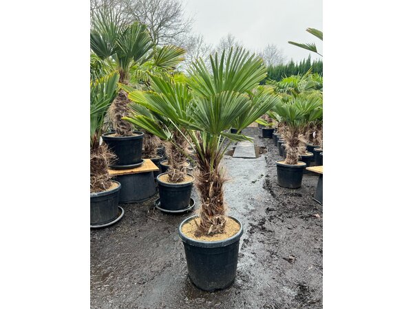 Trachycarpus wagnerianus stamhoogte 45 cm