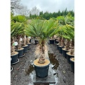 Trachycarpus wagnerianus stamhoogte 50 cm