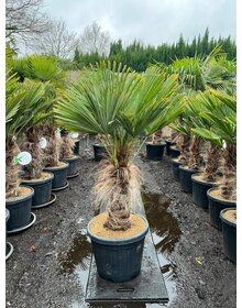 Trachycarpus wagnerianus stamhoogte 50 cm