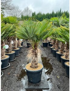  Trachycarpus wagnerianus stamhoogte 50 cm