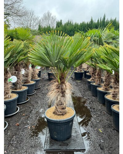  Trachycarpus wagnerianus stamhoogte 50 cm