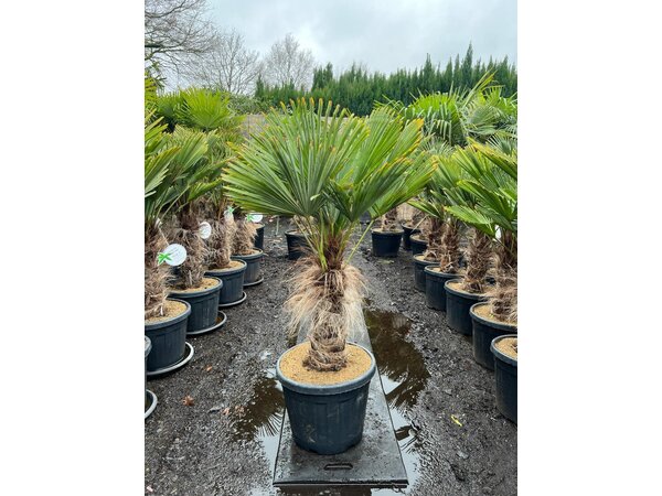 Trachycarpus wagnerianus stamhoogte 50 cm