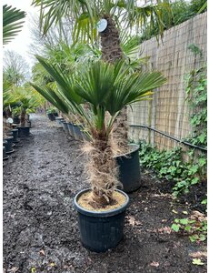  Trachycarpus wagnerianus stamhoogte 55 cm
