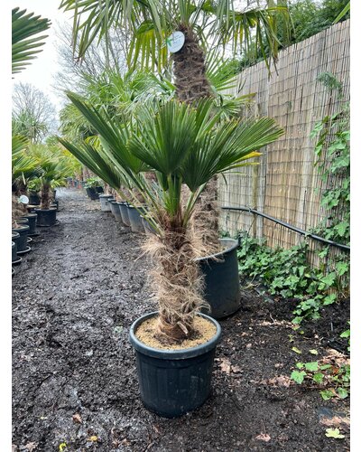Trachycarpus wagnerianus stamhoogte 55 cm