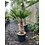 Trachycarpus wagnerianus stamhoogte 55 cm