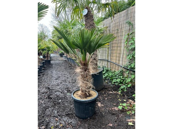 Trachycarpus wagnerianus stamhoogte 55 cm