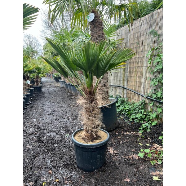 Trachycarpus wagnerianus stamhoogte 55 cm