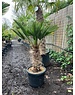  Trachycarpus wagnerianus stamhoogte 55 cm