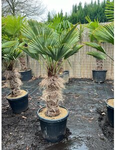  Trachycarpus wagnerianus stamhoogte 60 cm