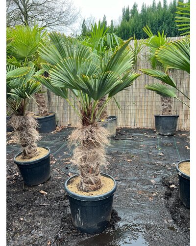 Trachycarpus wagnerianus stamhoogte 60 cm