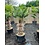 Trachycarpus wagnerianus stamhoogte 60 cm