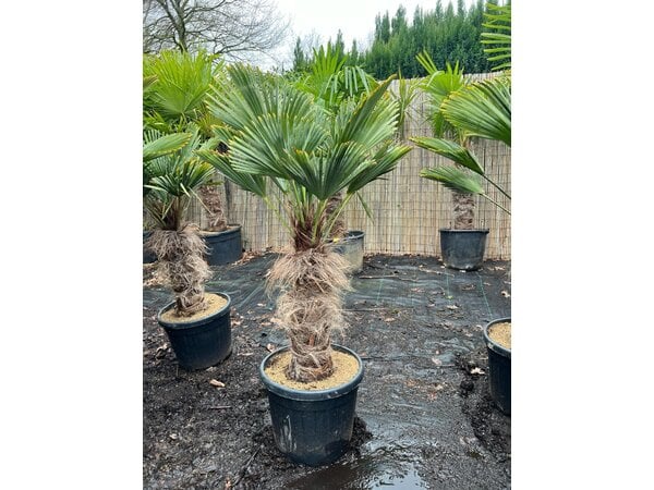 Trachycarpus wagnerianus stamhoogte 60 cm