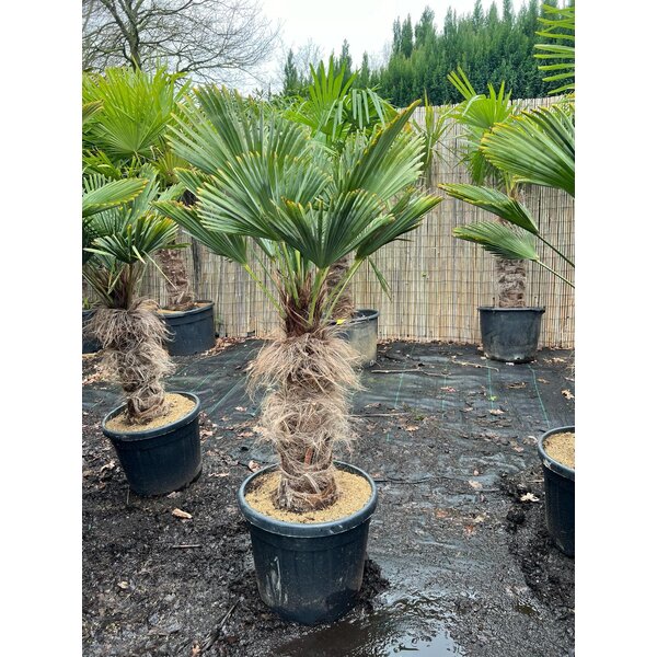 Trachycarpus wagnerianus stamhoogte 60 cm