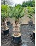  Trachycarpus wagnerianus stamhoogte 60 cm