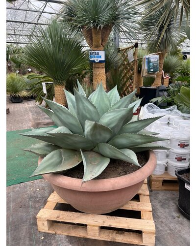  Agave ovatifolia XXL (schaal 95 cm)