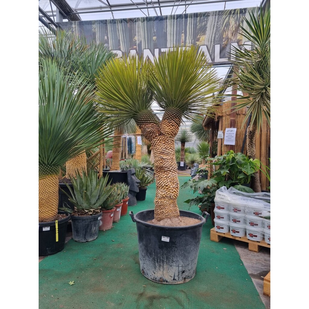 Yucca thompsoniana Hybride "Multihead"