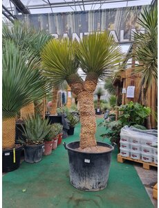  Yucca thompsoniana Hybride "Multihead"