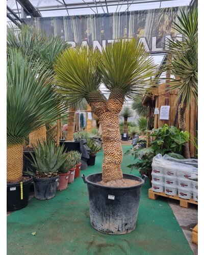  Yucca thompsoniana Hybride "Multihead"