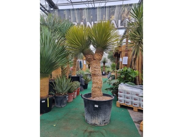 Yucca thompsoniana Hybride "Multihead"