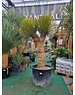  Yucca thompsoniana Hybride "Multihead"