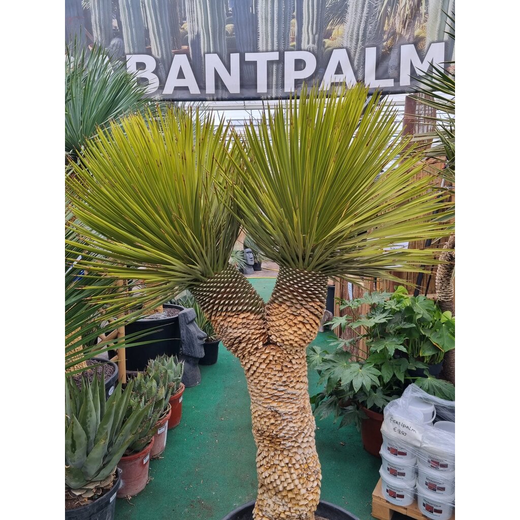 Yucca thompsoniana Hybride "Multihead"