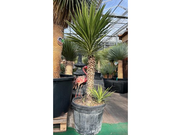 Yucca aloifolia (NO:1)