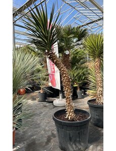 Yucca aloifolia (NO:2)