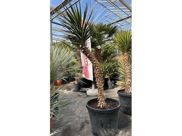 Yucca aloifolia (NO:2)