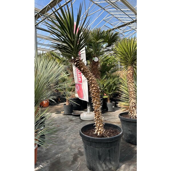 Yucca aloifolia (NO:2)