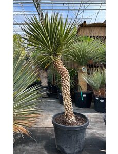 Yucca aloifolia (NO:3)