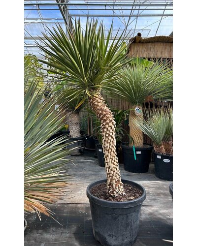  Yucca aloifolia (NO:3)