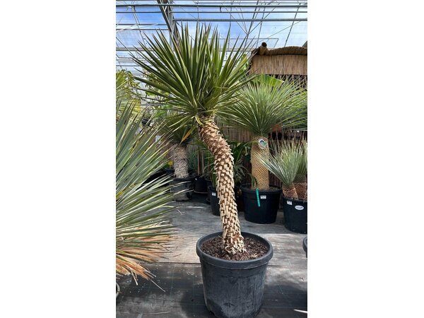 Yucca aloifolia (NO:3)