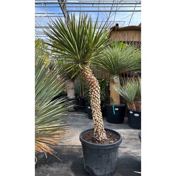 Yucca aloifolia (NO:3)