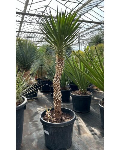  Yucca aloifolia (NO:4)