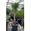 Yucca aloifolia (NO:4)