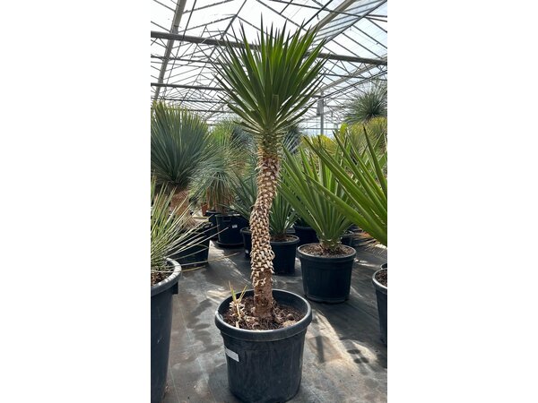 Yucca aloifolia (NO:4)