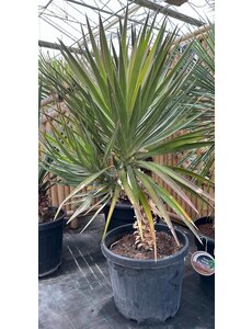 Yucca aloifolia (NO:5)