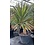 Yucca aloifolia (NO:5)