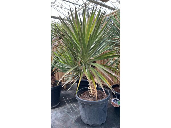Yucca aloifolia (NO:5)