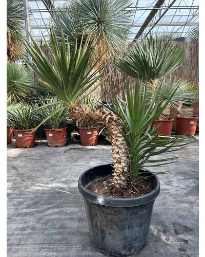  Yucca aloifolia (NO:6)