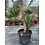 Yucca aloifolia (NO:6)