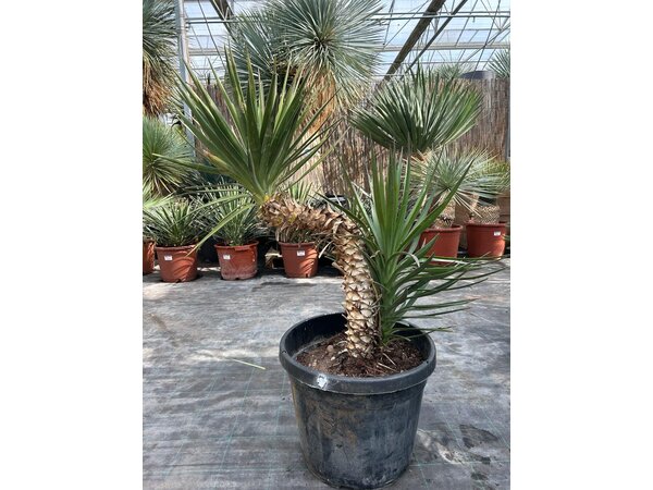 Yucca aloifolia (NO:6)
