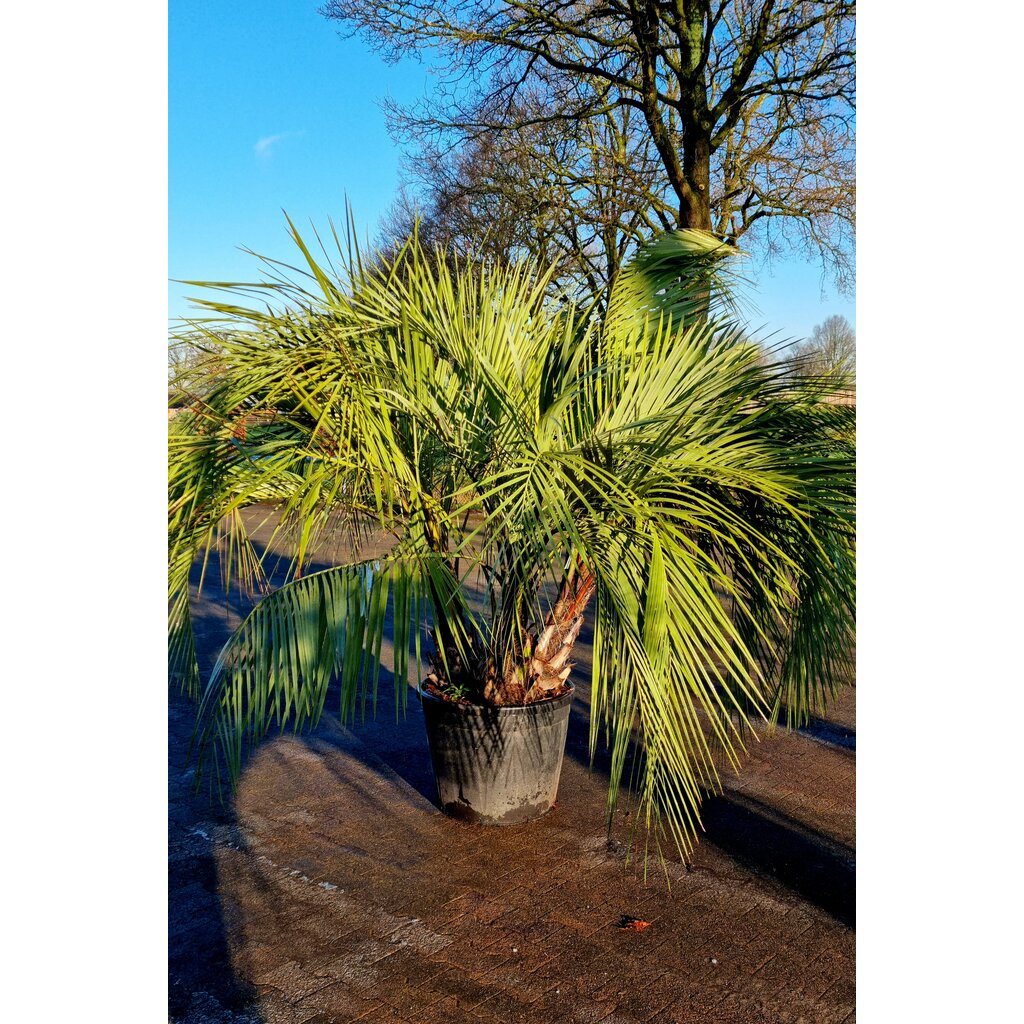 Butia capitata "Multitrunc" (stam 20/30cm)