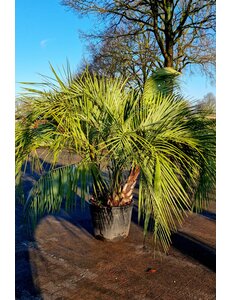  Butia capitata "Multitrunc"
