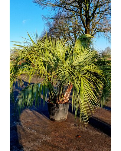  Butia capitata "Multitrunc"