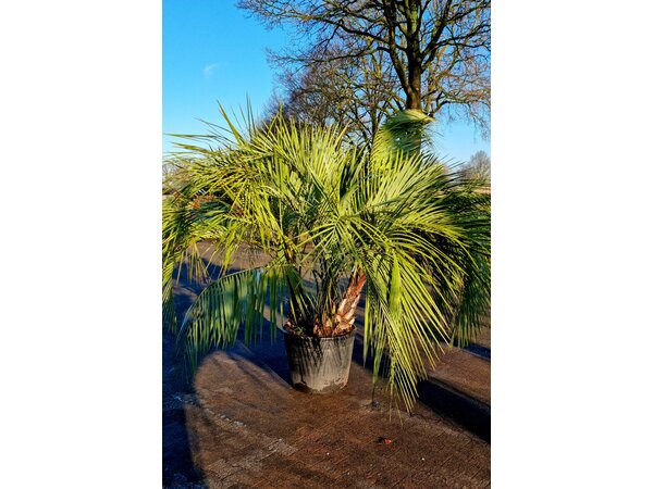 Butia capitata "Multitrunc"