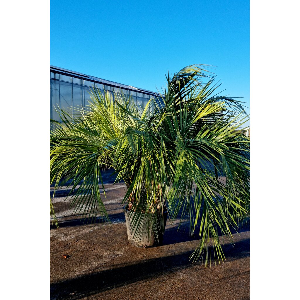 Butia capitata "Multitrunc" (stam 20/30cm)