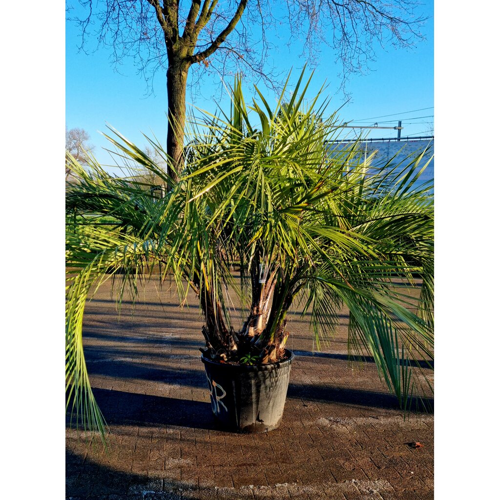 Butia capitata "Multitrunc" (stam 20/30cm)